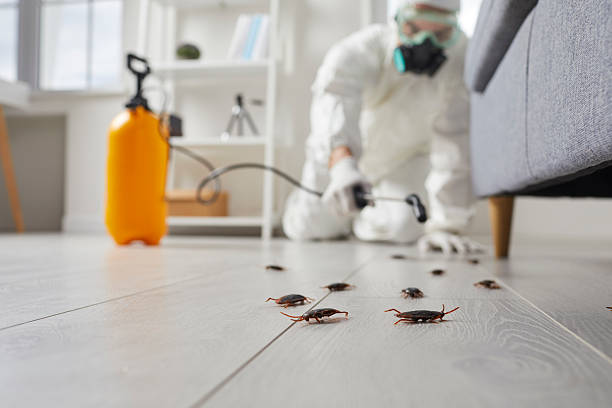 Commercial Rodent Management in Dunedin